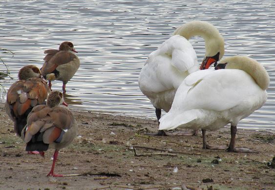 VasantiBirdsOnNeckar_w1.JPG