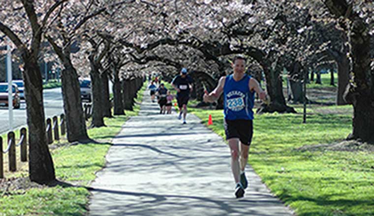 Cherry Blossom Marathon, Half Marathon, 10 km and Kids 2.5 km Races